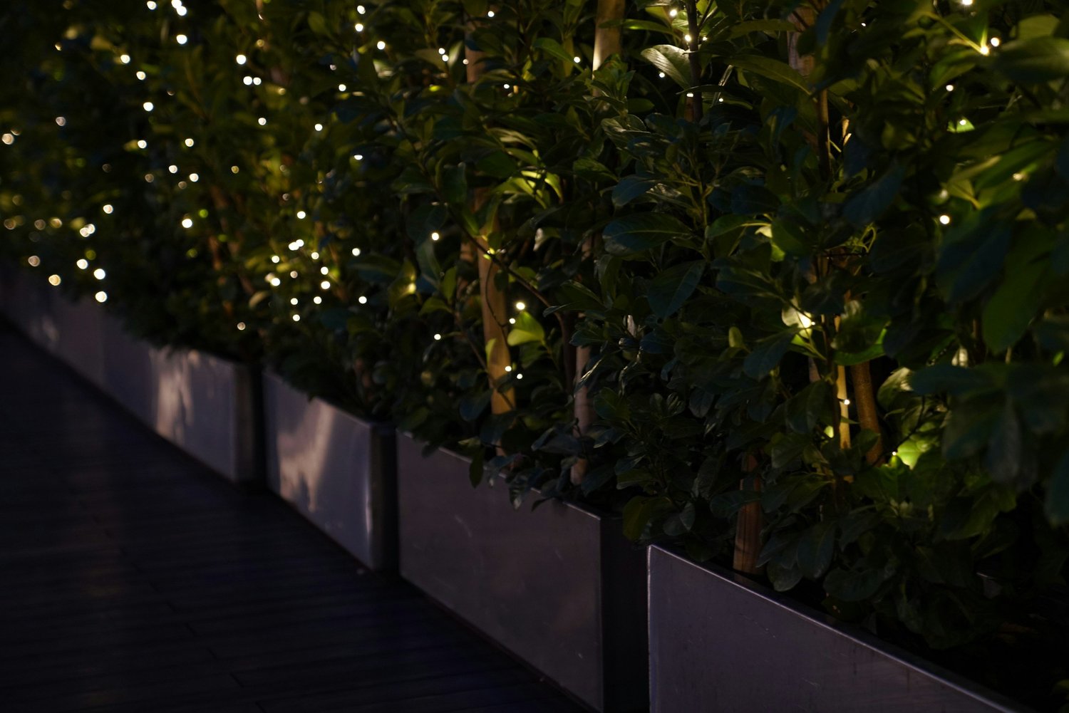 Feature tree uplit in a garden at night, shown as it looks in daylight